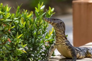 hal yang dilakukan ketika biawak masuk rumah