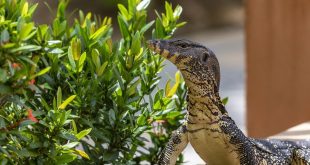 hal yang dilakukan ketika biawak masuk rumah